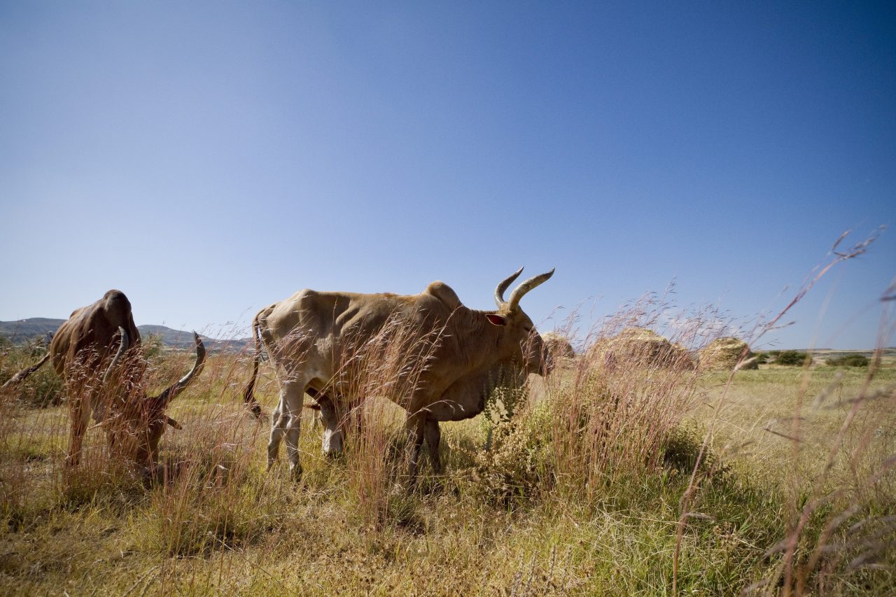 Kenya Drylands Livestock Development Program CNFA
