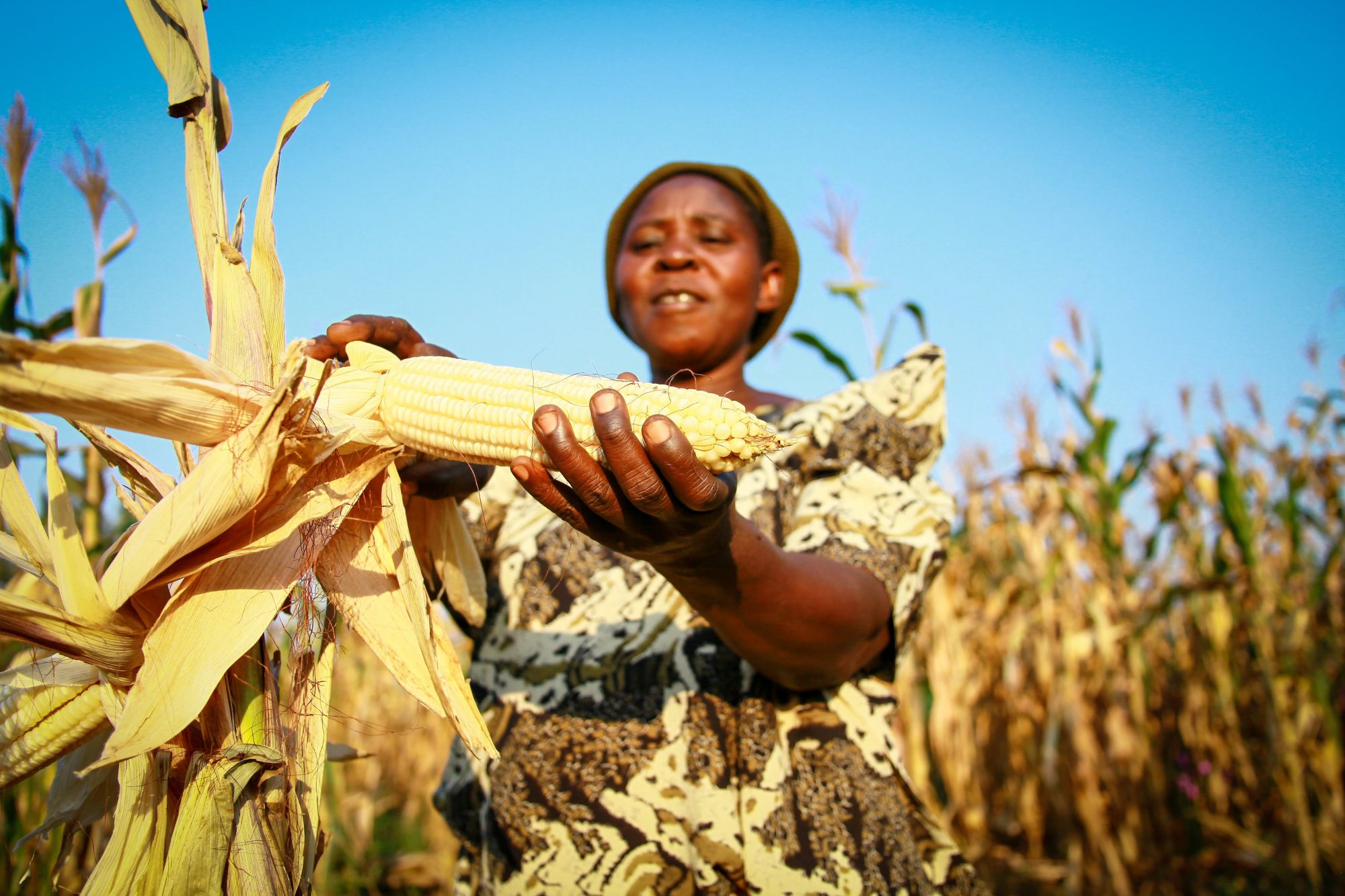 Feed the Future Nigeria and Nestle Maize Quality Improvement