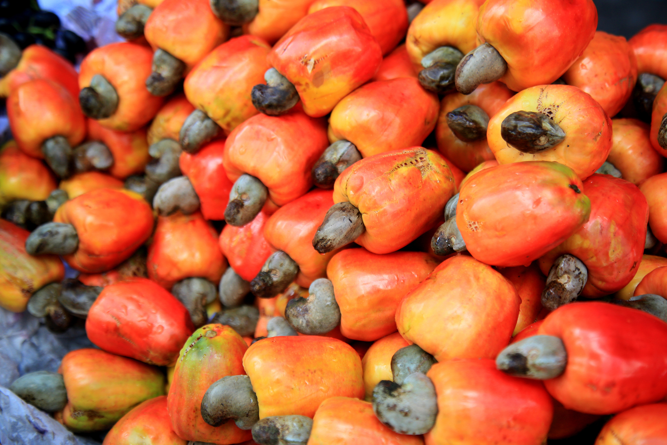 PROCashew Training Increases Farmer CNFA